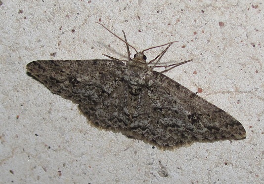 Ectropis crepuscularia, Geometridae